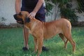 Matriz - Fila Brasileiro Dourado - Canil Singular - Nena